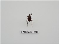 藏品(血紅虎斑花金龜)的圖片